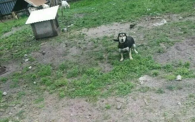 Trzymanie psów na łancuchach