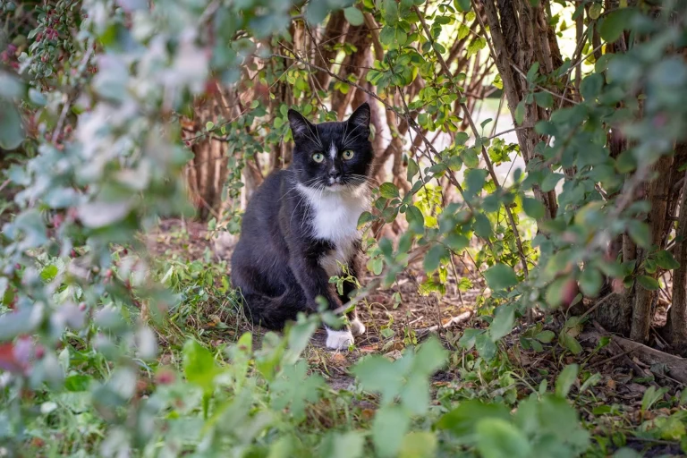 Dobre Duszki Fundacja