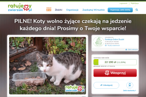Koty Wolno Żyjące Czekają na Jedzenie Każdego Dnia! Prosimy o Twoje Wsparcie!